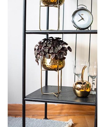 Ayaklı  Gold Saksıda Peperomia